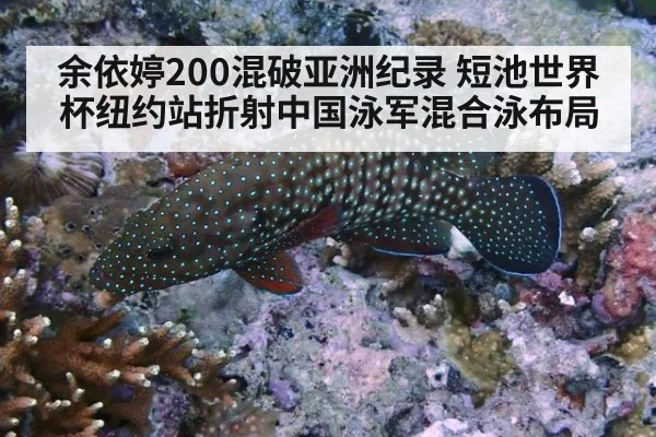 余依婷200混破亚洲纪录 短池世界杯纽约站折射中国泳军混合泳布局